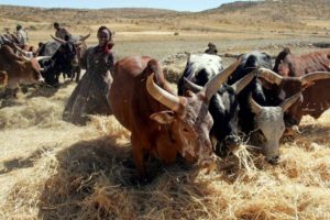 Etiopía suprime los aranceles sobre las exportaciones de pieles en bruto y semiacabadas