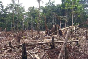 Cotance rechaza las acusaciones que vinculan el cuero con la deforestación